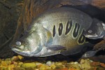 V akváriích se občas chová nožovec pestrý (Chitala ornata). Jedinec s netypicky velkými skvrnami se světlým středem v přední části těla – příklad selekce z akvakultury, kde jsou šlechtěny různé typy zbarvení. Foto M. Kořínek