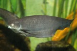 Nožovec černý (Xenomystus nigri) je nejmenším druhem čeledi a nejčastějším zástupcem v akváriích. Na první pohled ho můžeme určit podle absence hřbetní ploutve. Nápadně světélkující oko (velká odrazivá vrstva tapetum lucidum) prozrazuje nočního lovce. Foto M. Kořínek