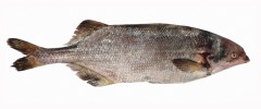 Rypoun senegalský (Marcusenius senegalensis) má rozšíření v povodí mnoha řek v západní Africe. Foto O. I. Jegede