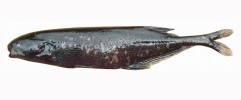 Rypoun červenohnědý (Brienomyrus brachyistius) obývá pobřežní řeky západní Afriky. V řece Ivindo (Gabun) společně žijí čtyři formy s rozdílnými charakteristikami elektrických výbojů – pravděpodobně odlišné druhy. Foto O. I. Jegede