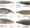Unikátní a málo známá morfologická konvergence mezi africkými rypouny (Mormyridae, vlevo) a jihoamerickými nahohřbetými rybami (Gymnotiformes, vpravo). Rypouni a nahohřbetí mají podobné morfologické znaky – prodloužené tělo a rypce, redukované oči, malá ústa ad. Znázorněn je i druhově specifický charakter pětimilisekundového pulzu. A – rypoun štíhlorypý (Mormyrops zancli­rostris), řeka Ivindo, Gabun; B – nožovka guayanská (Sternarchorhynchus oxy­rhynchus), Rio Negro, Brazílie;  C – rypoun rume, řeka Kongo, Kongo; D – nahohřbetí (Rhamphichthys sp.),  Rio Negro; E – rypoun úhořovitý, řeka Kongo; F – paúhořovec (Gymnotus sp.),  Rio Negro. Druhy A–D se živí  bentickými bezobratlými, druhy E a F jsou rybožravé. Orig. R. Bošková,  upraveno podle: S. Lavoué a kol. (2012)