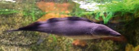 Aba neboli gymnarch nilský  (Gymnarchus niloticus). Je vidět charakteristická dlouhá hřbetní ploutev a nitkovitý ocas; břišní a řitní ploutve chybějí. Převzato z Wikimedia Commons,  v souladu s podmínkami použití