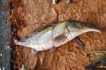 Rypoun Mormyrus (rume) proboscirostris na trhu v městečku Ngabé  na řece Kongo. Republika Kongo. Foto V. Gvoždík
