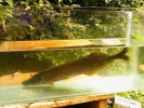 Rypoun úhořovitý (Mormyrops  anguilloides) z povodí Benue. Dosahuje až 1,5 m délky a patří k nejrozšířenějším rypounům. Dostupné údaje o variabilitě znaků zjevně ukazují na dosud neobjevenou druhovou diverzitu. V dospělosti loví ryby, často ve skupinách. Foto O. I. Jegede