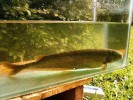 Rypoun krátkoploutvý (Hyperopisus bebe) se živí téměř výlučně měkkýši. Dorůstá až 50 cm délky těla a je předmětem rybolovu. Povodí řeky Benue, Nigérie. Foto O. I. Jegede