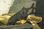 V akváriích je občas chován rypoun Petersův (Gnathonemus petersii),  jeho chov je ale obtížný. Vyhledává  červy a larvy hmyzu v substrátu dna „chobotkem“ pomocí elektrických pulzů.  Bylo prokázáno, že druhově specifické výboje čerstvě dovezených ryb se liší  od výbojů jedinců po určité době  chovu v zajetí. Foto M. Kořínek