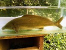Rypoun rume (Mormyrus rume) z povodí Benue. Dorůstá délky až 1 m. Rozeznávají se poddruhy M. rume rume ze západní Afriky a povodí jezera Čad a M. rume proboscirostris ze středního a horního povodí Konga, nepublikované údaje napovídají, že jde o různé druhy.Rypoun rume (Mormyrus rume) z povodí Benue. Dorůstá délky až 1 m. Rozeznávají se poddruhy M. rume rume ze západní Afriky a povodí jezera Čad a M. rume proboscirostris ze středního a horního povodí Konga, nepublikované údaje napovídají, že jde o různé druhy. Foto O. I. Jegede