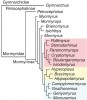 Fylogenetické vztahy rypounů  založené na molekulárních znacích zpřesnily poznatky založené na znacích morfologických. Je patrné, že uvnitř čeledi Mormyridae existují dvě linie – mono­typická Petrocephalinae a Mormyrinae, zahrnující ostatní známé rody. U druhé podčeledi jsou zřetelné tři monofyletické skupiny rodů (označeno barevně).  Upraveno podle: S. Lavoué a kol.  (2000, 2003) a J. P. Sullivan a kol. (2000)