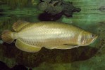 Baramundi severní (Scleropages jardinii) obývá v současnosti několik oddělených území v severní Austrálii a přilehlé části  Nové Guineje, tedy v oblasti zvané Sahul  (viz obr. 2). V poslední době však jsou jisté pochybnosti, že jde o jediný druh. Foto M. Kořínek