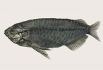 Rekonstrukce vzhledu vyhynulého zástupce rodu baramundi (Scleropages) – druhu S. sinensis, popsaného v r. 2017 podle fosilního, prakticky kompletního nálezu z raného eocénu v provincii Hubei, Čína. Svým stářím kolem  50 milionů let posunuje hlouběji do minulosti  divergenci mezi jiho­americkými arowanami rodu Osteoglossum a australasijskými  baramundi rodu Scleropages. Zároveň může potvrzovat  hypotézu o současném  rozšíření druhů  baramundi v jižní Asii a Austrálii přes mořské prostředí dnešní Walacey.  Orig. R. Bošková