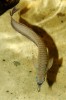 Arowana dvojvousá (Osteoglossum bicirrhosum) žije v povodích Amazonky, Orinoka a některých dalších řek. Jiho­americké arowany rodu Osteoglossum jsou sesterskou linií orientálních  a australských baramundi rodu Sclero­pages. Na obr. je zřetelně vidět jeden z nápadných společných znaků  těchto ryb – dopředu vyčnívající vousky  na dolní čelisti. Foto M. Kořínek