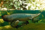 Arapaima obecná (Arapaima arapaima) v akváriu Zoo Berlín. Tento druh lze odlišit od ostatních zástupců rodu  podle charakteristické prolákliny  na zadní spodní části žaberního víčka. Foto M. Kořínek