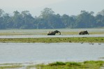 Indický subkontinent vznikl  při rozpadu Gondwany. V indických vodách se podobně jako v dalších  částech orientální zoogeografické oblasti vyskytují nožovci podčeledi Notopterinae. Předkové linie asijských nožovců pocházejí ale z Afriky. Povodí řeky Brahmaputra v národním parku Kaziranga v indickém Ásámu. Foto J. Pluháček