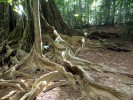 Nekonečná změť kořenů inokarpu Inocarpus fagifer z čeledi bobovitých (Fabaceae) na nejspodnější terase Vánočního ostrova skýtá nespočet úkrytů pro drobné kraby. Foto S. Bílý