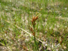  Hrotnosemenka hnědá (Rhynchospo rafusca). Foto P. Fořtová