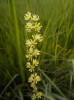  Kohátka kalíškatá (Tofieldia calycula ta). Foto T. Vlasta