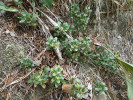  Medvědice lékařská (Arctostaphyllos  uvaursi). Foto P. Fořtová
