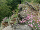  Hvozdík sivý (Dianthus gratianopo litanus). Foto H. Jeřábková