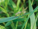 Kobylky a různí jiní zástupci řádu rovnokřídlí (Orthoptera) se často stávají hostiteli hlístic čeledi Mermithidae, obzvláště strunice Mermis nigrescens. Foto J. Nermuť