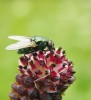 Bzučivka Lucilia aurata na květenství krvavce totenu (Sanguisorba officinalis). Dvoukřídlí (Diptera) bývají rovněž  vyhledávanými hostiteli mnoha čeledí  hlístic, např. Mermithidae nebo Allantonematidae. Foto J. Nermuť