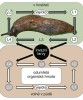 Životní cyklus háděte Phasmarhabditis hermaphrodita, čeleď Rhabditidae. L1–L4 jsou larvy jednotlivých instarů,  L3 invazní larvy. Orig. V. Půža