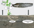 Životní cyklus strunice Mermis nigrescens (Mermithidae).  Orig. V. Půža