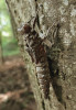 Exuvie po vylíhnutí dospělce páskovce velkého na kmeni buku lesního (Fagus sylvatica). Chřiby, Cvrčovice, Cvrčovický potok, 4. června 2016. Foto O. Holuša