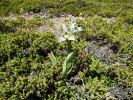 Z porostu plazivého keříku Baccharis magellanica z čeledi hvězdnicovitých (Asteraceae) vyrůstá orchidej Chloraea magellanica. Foto J. Ptáček 