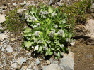 Na vlhkých místech mezi 1 600 až 2 000 m n. m. se setkáme s bylinným kozlíkem Valeriana macrorhiza. Foto J. Ptáček 