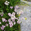 Díky fylogeografickým studiím bylo zjištěno, že pravou hranici mezi poddruhy řeřišničníku Hallerova (Arabidopsis halleri) tvoří biogeografické bariéry a třeba růžová barva  květu, používaná doposud jako jeden  ze znaků horského poddruhu, je pouhým opakovaným přizpůsobením populací z nižších poloh. Foto G. Šrámková