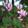Populace bramboříku nachového (Cyclamen purpurascens) ze Západních Karpat tvoří samostatný endemický  poddruh fatranský (subsp. maculatum), který se odlišuje od balkánských  a alpských populací geneticky i morfologicky. Foto J. Kučera