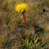 Prasetník jednoúborný (Hypochaeris uniflora) je v Evropě zastoupen třemi dobře oddělenými genetickými liniemi a jihokarpatská se ukazuje jako nejstarší. Díky tomu můžeme Karpaty označit  jako kolébku druhu. Foto F. Kolář