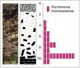 Profil na opuce v Šáreckém údolí v Praze s výskytem troglomorfní plachetnatky dutinkové (Porrhomma microcavense, délka 2,1 mm). Hloubka v decimetrech. Barevný obdélník znázorňuje jeden exemplář. Foto a orig. M. Řezáč 