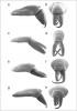 Různé typy chelicer pavouků šesti­oček. Nemodifikované u šestiočky Štorkánovy (Dysderocrates storkani, a, b),  prodloužené u š. vrásčité (Dysdera longirostris, c, d), prohnuté š. Kollarovy  (D. kollari, e, f) a zploštělé u druhu D. dubrovninnii (g, h) – boční pohled (a, c, e, g), čelní pohled (b, d, f, h). Orig. M. Řezáč