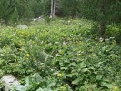 Vysokobylinná horská niva s dominantním pcháčem Greimlerovým na jižních svazích nad horskou chatou Winterleitenhütte v rakouských Lavanttalských Alpách. Na podobném typu stanovišť roste i p. kraňský. Foto P. Bureš 