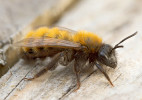 Typická zahradní včela pískorypka ryšavá (Andrena fulva). Létá na květy ovocných stromů, rybízu nebo angreštu. Na rozdíl od většiny z více než 130 druhů našich pískorypek se snadno pozná podle nápadného ochlupení a rezavě zbarvené hrudi a zadečku, přičemž zbytek těla má černý. Hnízdí spíše jednotlivě, vzácně ve větších agregacích. Foto P. Šípek
