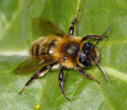 Pískorypka písčinná (Andrena scotica) patří k obtížněji poznatelným druhům. Jde o polylektický druh (vyvíjí se na pylu z různých čeledí rostlin) a hnízdí na písčitém podkladu. Je zajímavá komunálním hnízděním – jeden vchod do hnízda sdílí mnoho samic. Foto J. Visser
