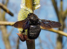 Drvodělka fialová (Xylocopa violacea, viz obr.) patří s velmi podobným druhem drvodělkou velkou (X. valga) mezi naše největší včely. Samec na snímku se snadno odliší od samce drvodělky velké přítomností žlutého proužku na konci tykadla. Oba druhy jsou teplomilné a v posledních letech se u nás šíří (blíže Živa 2007, 6: 269). Foto H. Kříženecká
