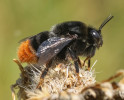 Čmelák klamavý (Bombus confusus) je silně ustupujícím druhem naší krajiny, přestože byl dříve běžný na většině území ČR. Utrpěl zejména vlivem intenzifikace zemědělství. Tento druh má jako jeden z mála teritoriální samce, kteří mají široké oči. Foto P. Šípek