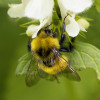 Čmelák balkánský (Bombus haematurus) patří mezi čmeláky k výjimkám, protože mu vyhovuje teplé klima a v současnosti se šíří. Samec se pozná podle nápadného žlutého zbarvení, i samice má široký žlutý pruh přes zadeček. Foto P. Šípek