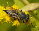 Kuželitky (Coelioxys) jsou kukaččí včely, parazitující na hostitelských včelách z čeledi čalounicovití (Megachilidae), kam i samy patří. Samice (na snímku) má nápadně zašpičatělý poslední článek zadečku, který slouží k proražení hostitelské komůrky. Foto J. Visser