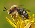 Smutilka obecná (Melecta albifrons), hnízdní parazit pelonosek (Anthophorini). Je nápadná světlými skvrnami na bocích zadečku a na rozdíl od většiny kukaččích včel i výrazně ochlupená. Foto H. Kříženecká