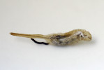 Larva s vyloučenými exkrementy. Foto H. Martinková