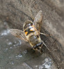 Dospělec pestřenky trubcové (Eristalis tenax). Foto H. Martinková