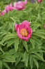 Pivoňka lékařská pravá (Paeonia officinalis subsp. officinalis) se vyskytuje celkem běžně v jižních Alpách. Jako léčivá  rostlina byla pěstována již ve středověku, často bývá zobrazena spolu s růžemi a kosatci na gotických deskových  malbách. Foto P. Sekerka