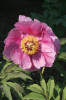 Pivoňka měkká (Paeonia mollis) patří  do okruhu p. lékařské. Je známa pouze  ze zahradnické kultury a její původ se dosud nepodařilo objasnit. Foto P. Sekerka