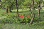 Pro pivoňku balkánskou (Paeonia peregrina) se občas používají i jiná česká jména, jako pivoňka cizí nebo obecná. V rámci rozsáhlého areálu se rostliny liší především počtem a velikostí zubů na vrcholu listových úkrojků. V rumunském Baba Dagu mají listy asi nejčlenitější, proto  je rumunští autoři (např. D. Brândză)  dříve řadili do samostatného taxonu. Foto P. Sekerka