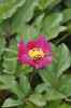 Pivoňka Russoova je nyní považována za poddruh p. korálové (Paeonia mascula subsp. russoi). Drobnějším vzrůstem a architekturou listů se podobá dalším „ostrovním“ pivoňkám – p. korsické  (P. corsica) a p. Cambessedesově (P. cambessedesii). Rostliny z východní Sicílie, chráněné území Bosco di Malabotta. Foto P. Sekerka