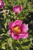 Pivoňka Broterova (Paeonia broteri) je nejčastější pivoňkou Pyrenejského poloostrova. Foto P. Sekerka