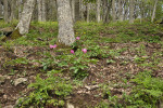 Pivoňka Russoova je nyní považována za poddruh p. korálové (Paeonia mascula subsp. russoi). Drobnějším vzrůstem a architekturou listů se podobá dalším „ostrovním“ pivoňkám – p. korsické  (P. corsica) a p. Cambessedesově (P. cambessedesii). Rostliny z východní Sicílie, chráněné území Bosco di Malabotta. Foto P. Sekerka